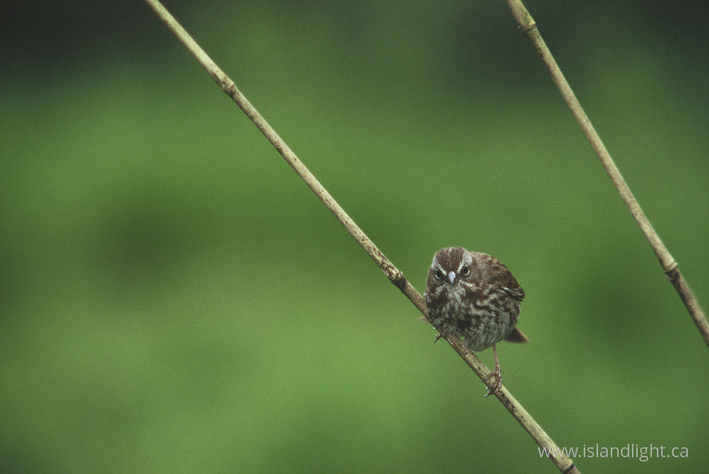 Bird photo from  Cortes Island, BC Canada.