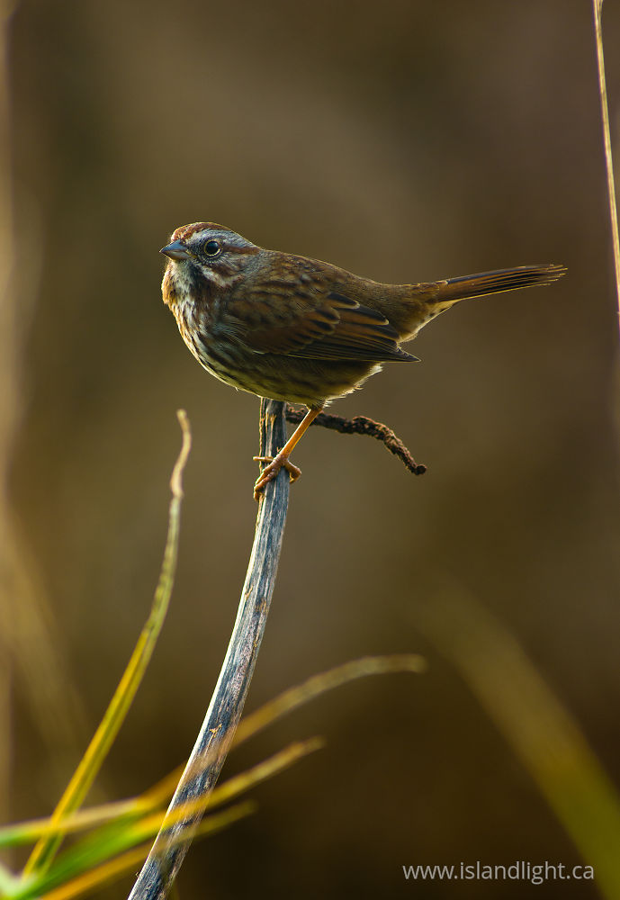 Bird  photo from  Cortes Island, BC Canada.