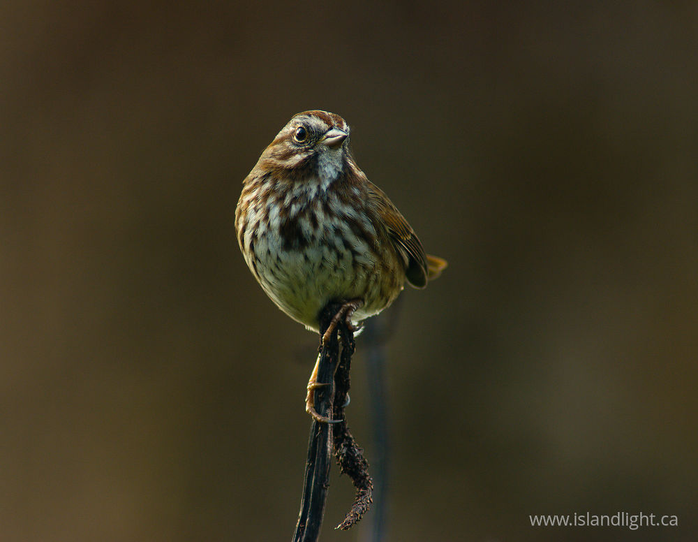 Bird  photo from  Cortes Island, BC Canada.