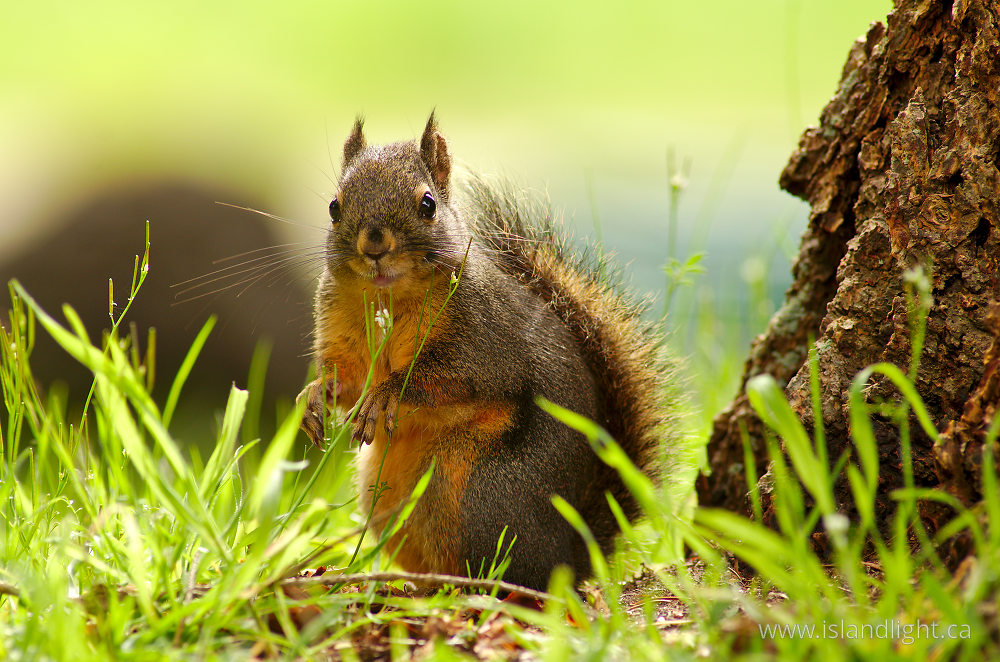 Mammal  photo from  Cortes Island, British Columbia Canada.