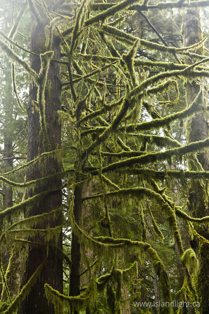 Plant photo from Gorge Harbour Cortes Island, BC Canada.
