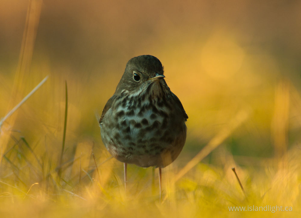 Bird  photo from  Cortes Island, BC Canada.