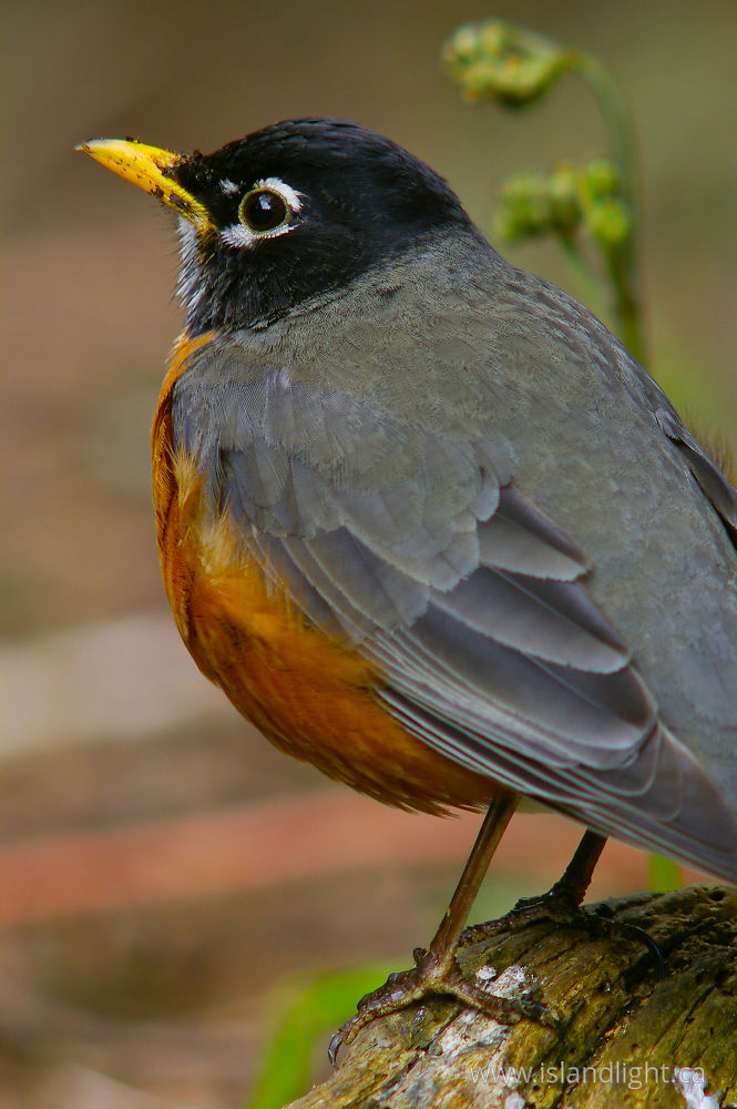 Bird photo from  Cortes Island, BC Canada.