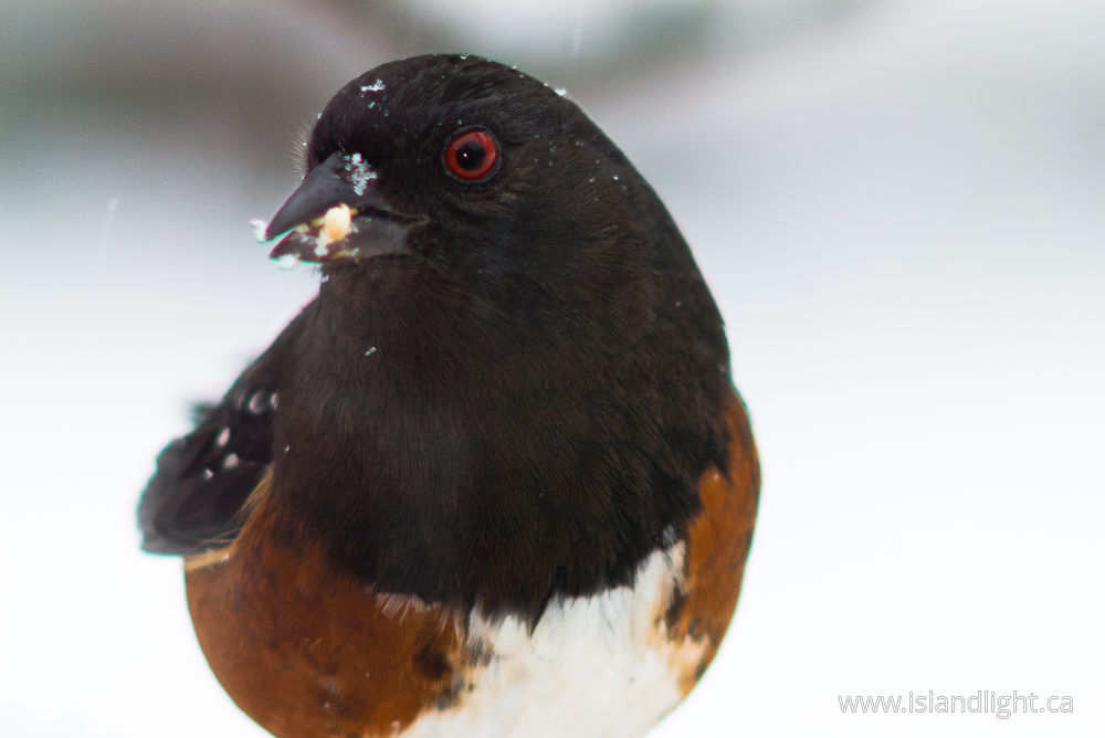 Bird photo from  Cortes Island, BC Canada.