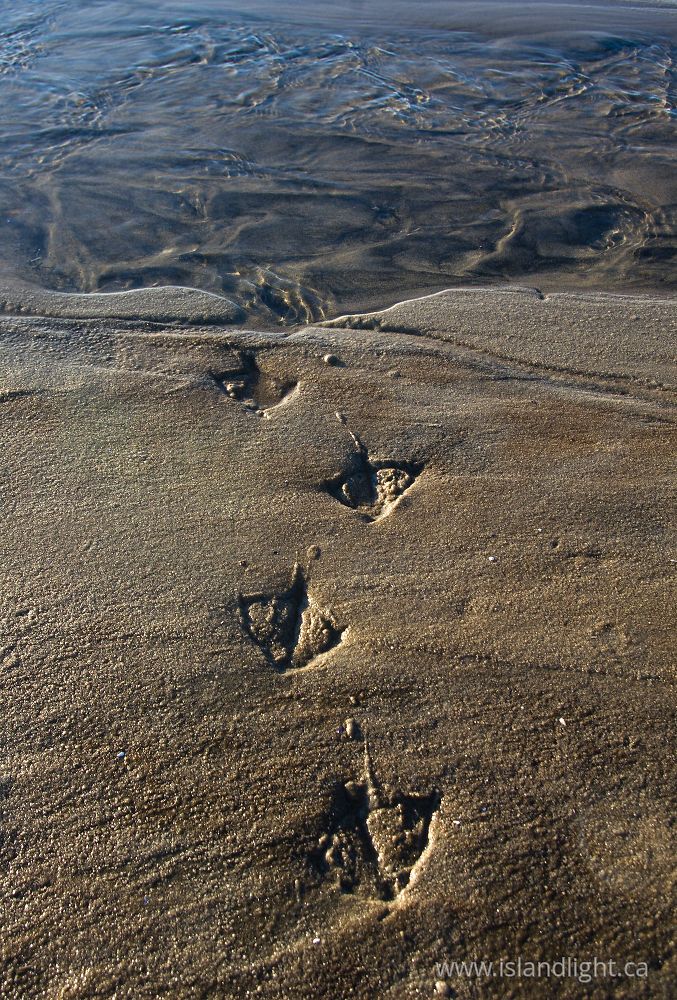 Bird  photo from Smelt Bay Cortes Island, BC Canada.