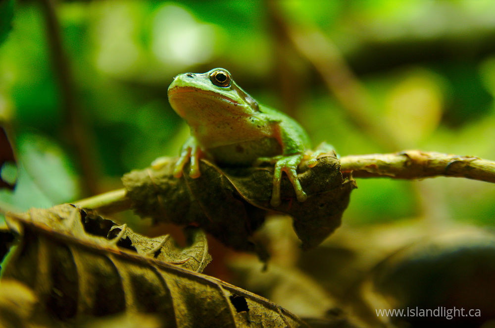 Amphibian  photo from  Cortes Island, British Columbia Canada.