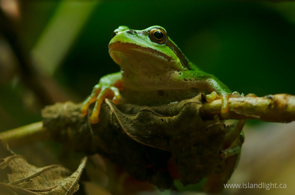 Amphibian  photo from  Cortes Island, British Columbia Canada.