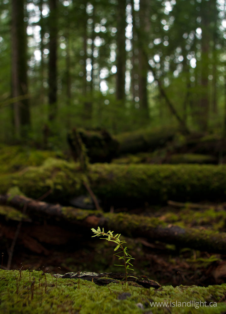 Plant  photo from  Cortes Island, BC Canada.