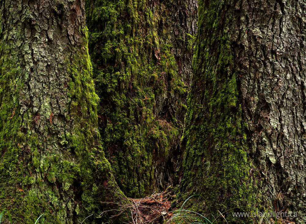 Plant  photo from Carrington Bay Cortes Island, BC Canada.