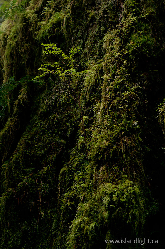 Plant  photo from Basil Brook Cortes Island, BC Canada.