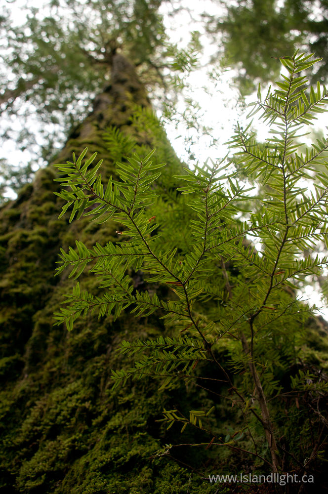 Plant  photo from  Cortes Island, BC Canada.
