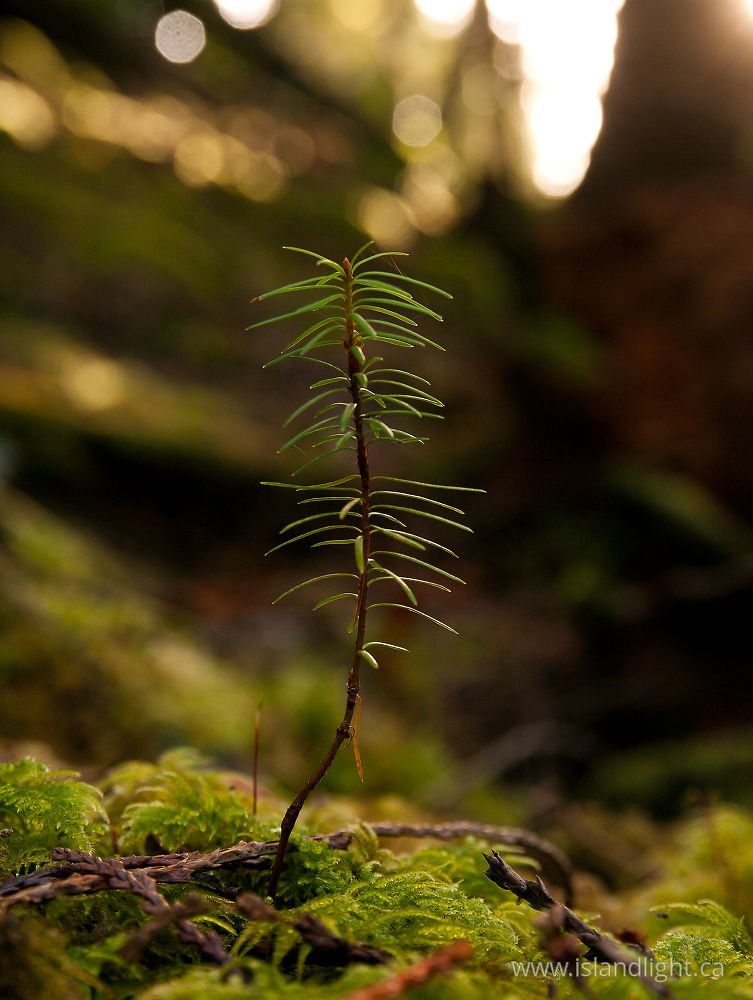 Plant  photo from Green Mountain Cortes Island, BC Canada.