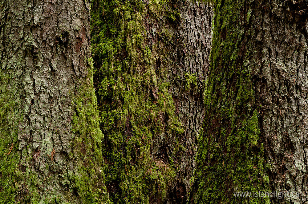 Plant  photo from Carrington Bay Cortes Island, BC Canada.
