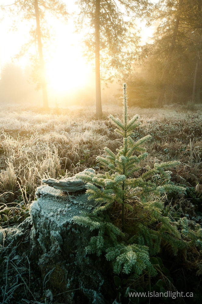 Plant photo from  Cortes Island, BC Canada.