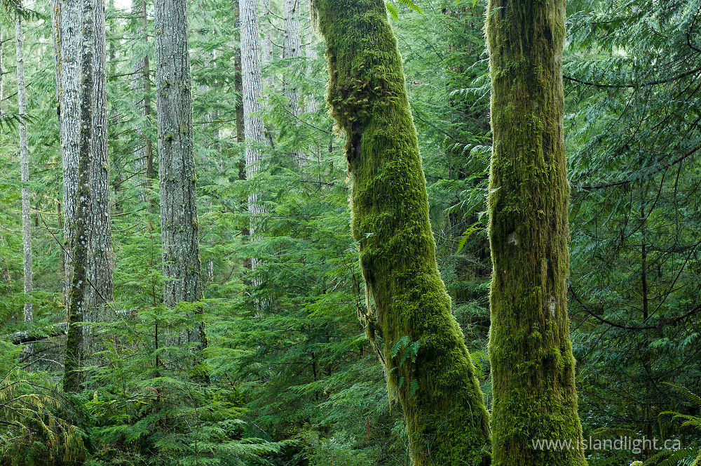 Plant  photo from  Cortes Island, BC Canada.