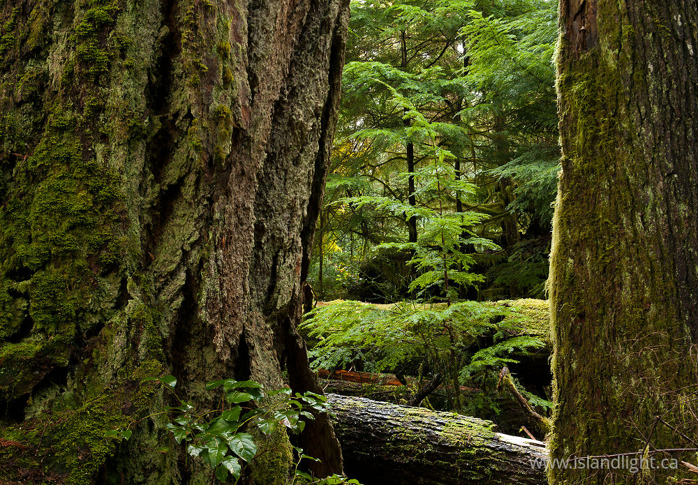 Plant  photo from Basil Brook Cortes Island, BC Canada.