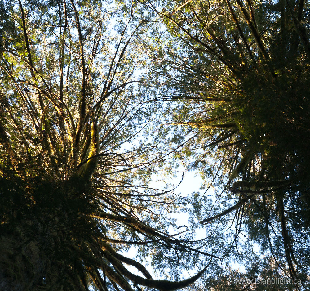 Plant  photo from  Cortes Island, BC Canada.