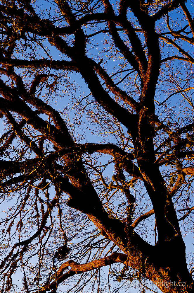 Plant  photo from Smelt Bay Cortes Island, BC Canada.