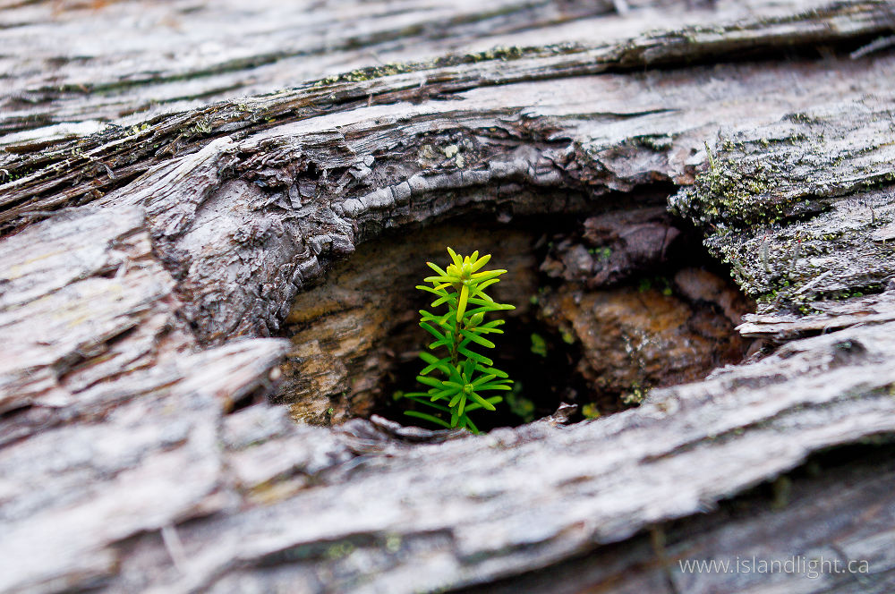 Plant  photo from  Cortes Island, BC Canada.