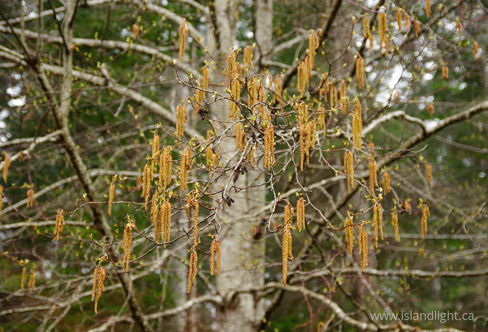Plant  photo from  Cortes Island, British Columbia Canada.