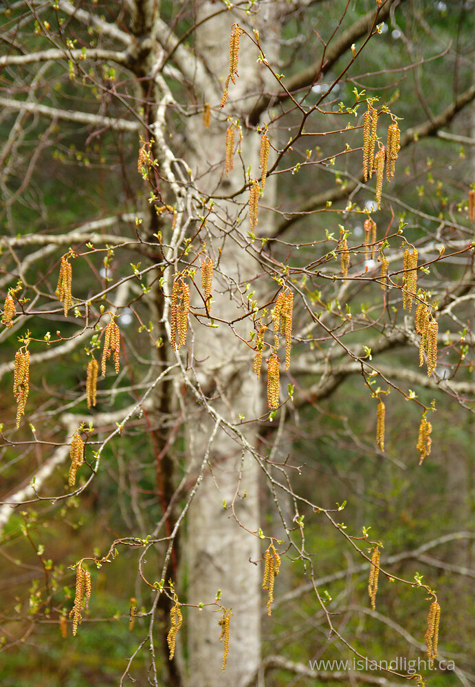 Plant  photo from  Cortes Island, British Columbia Canada.