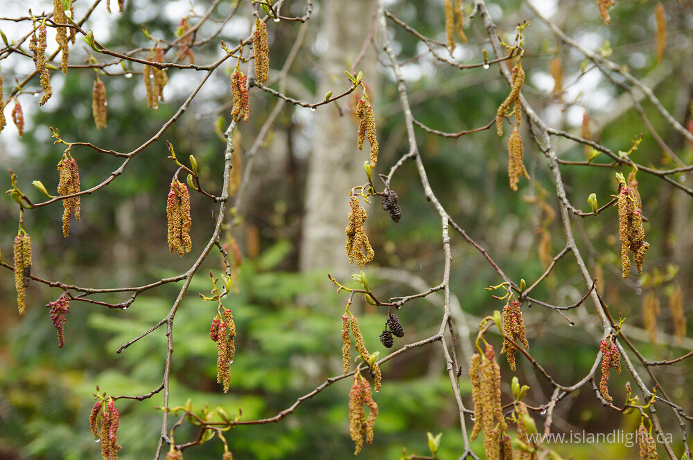 Plant  photo from  Cortes Island, British Columbia Canada.