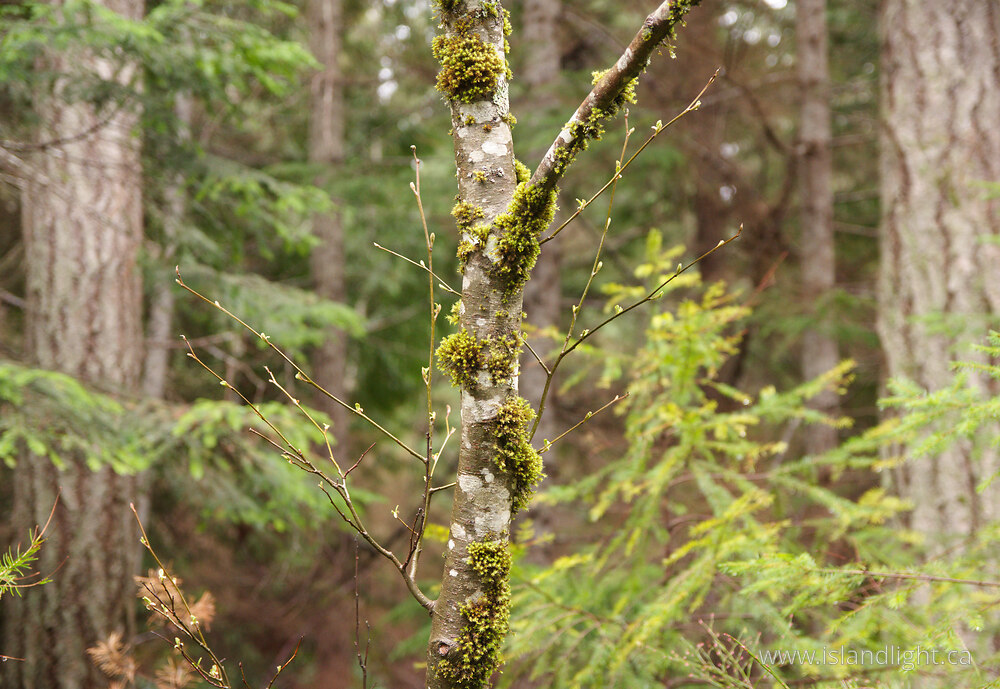 Plant  photo from  Cortes Island, British Columbia Canada.