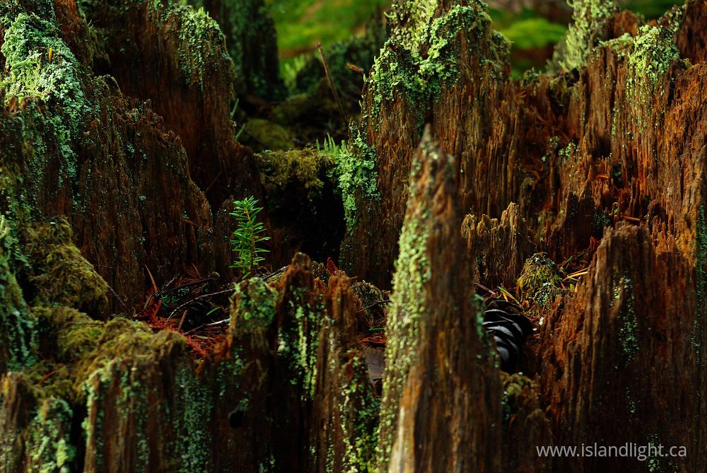 Plant photo from  Cortes Island, BC Canada.