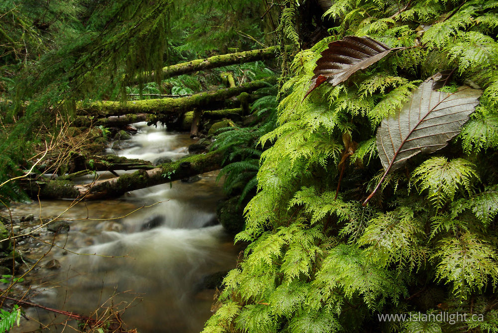 Landscape  photo from  Cortes Island, BC Canada.
