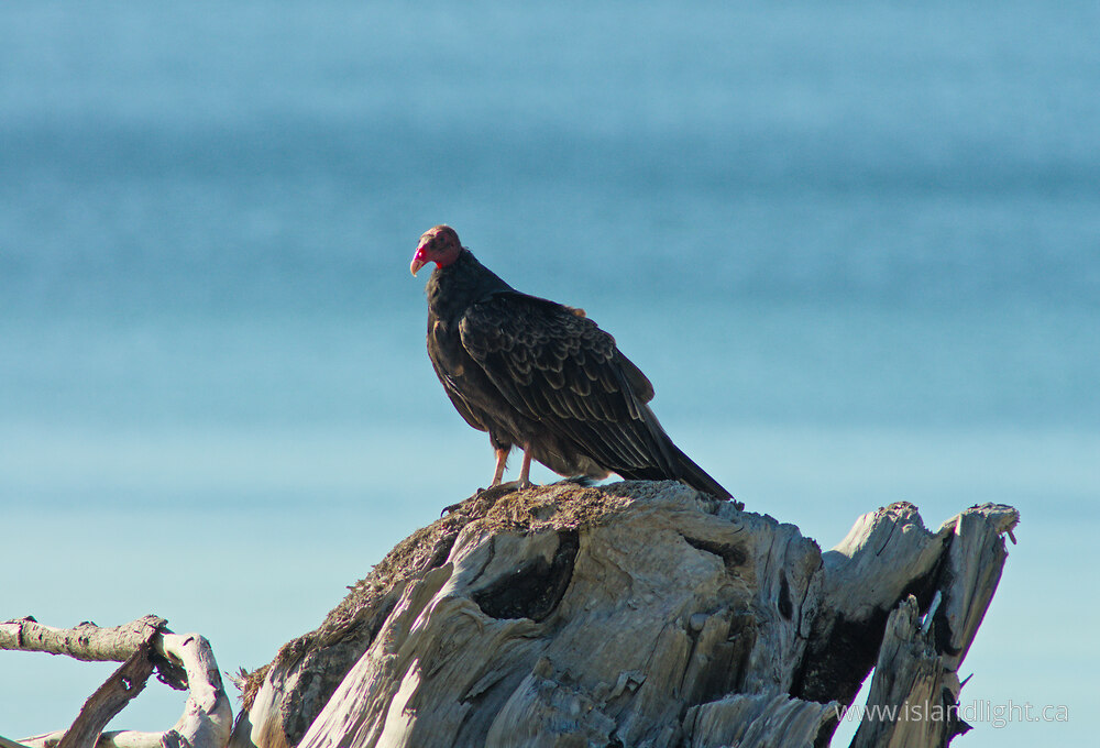 Bird  photo from  Cortes Island, British Columbia Canada.