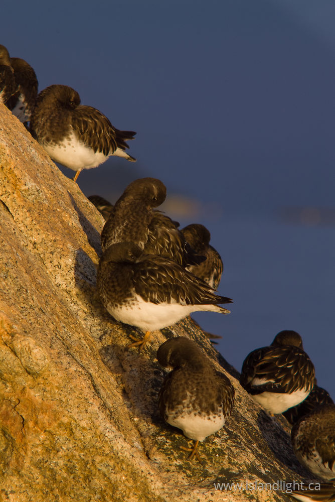 Bird photo from  Cortes Island, BC Canada.