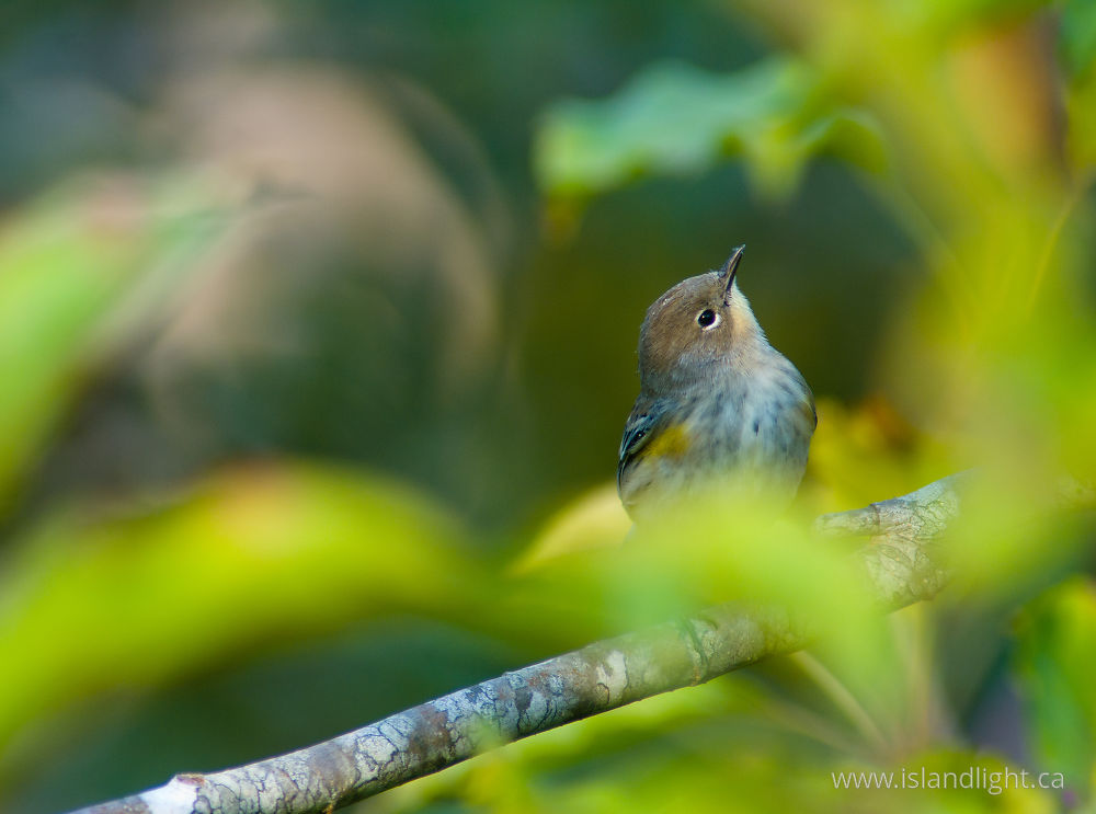 Bird  photo from Smelt Bay Cortes Island, BC Canada.