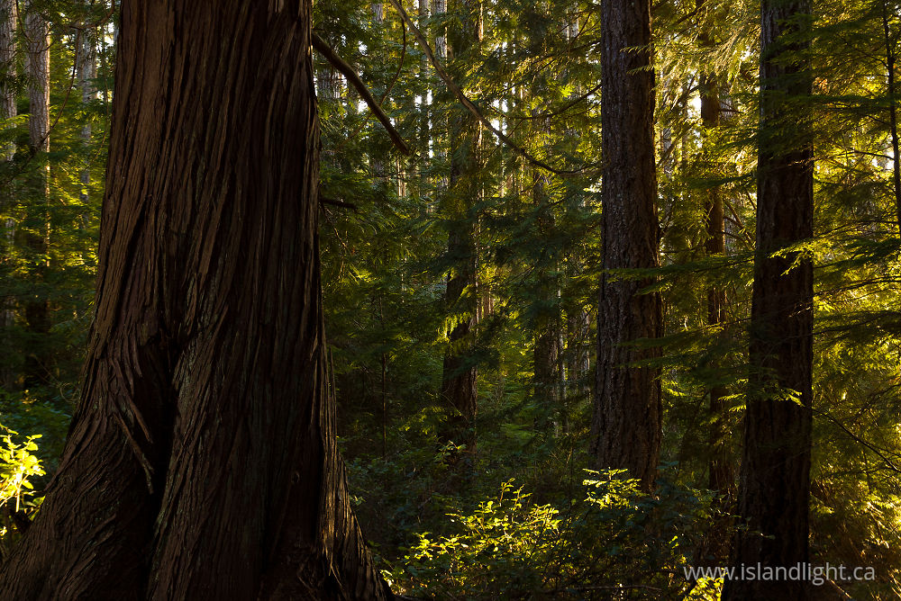Landscape photo from Smelt Bay Cortes Island, BC Canada.