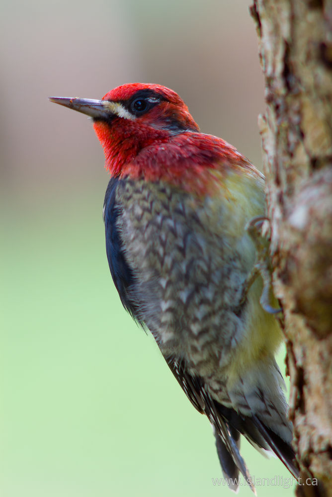 Bird photo from  Cortes Island, BC Canada.