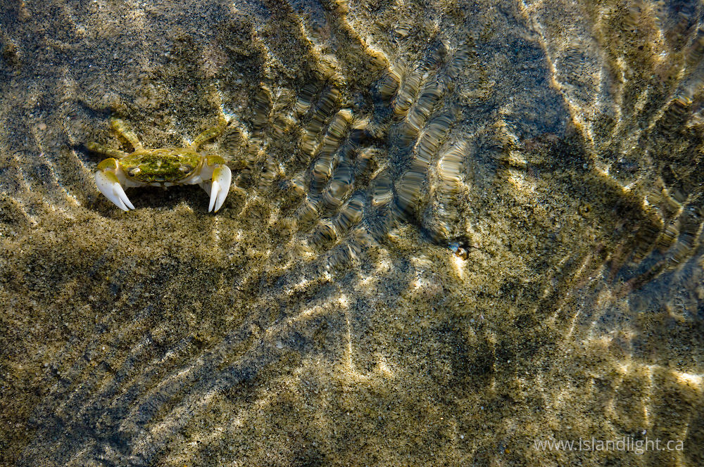 Other  photo from Smelt Bay Cortes Island, BC Canada.