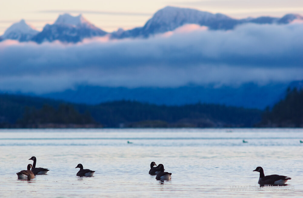Bird  photo from  Desolation Sound, British Columbia Canada.