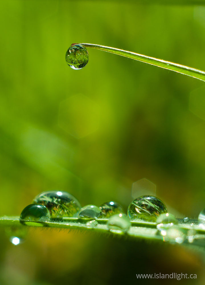 Plant photo from  Cortes Island, BC Canada.