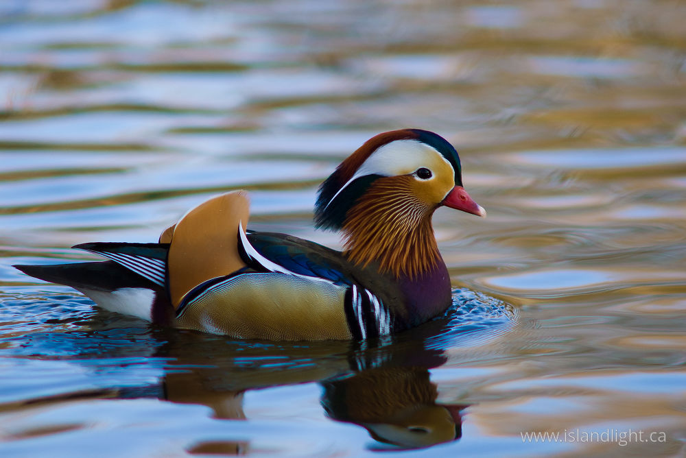 Bird photo from  Berlin,  Germany.