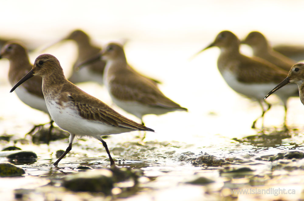 Bird  photo from Smelt Bay Cortes Island, BC Canada.