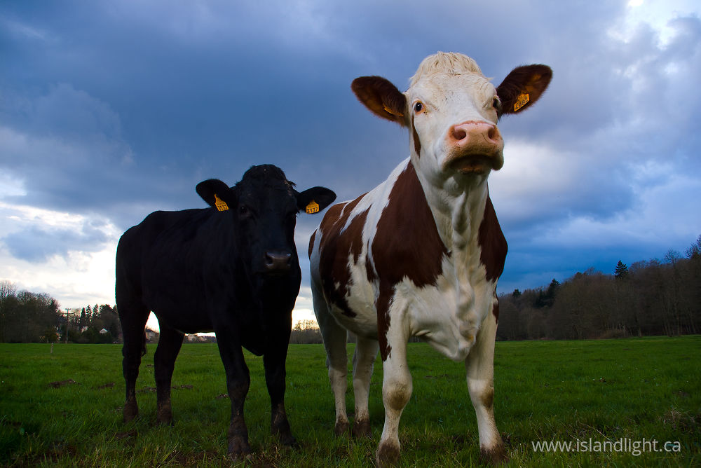 Mammal  photo from  Aillevillers, Haute-Saone France.