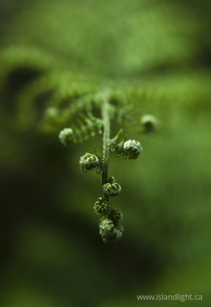 Plant  photo from  Cortes Island, BC Canada.