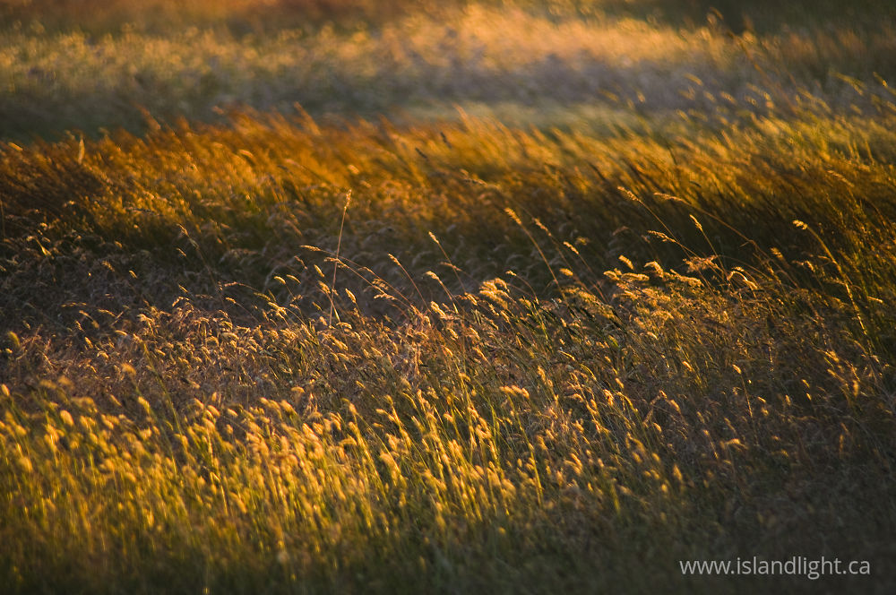 Landscape  photo from  Cortes Island, BC Canada.