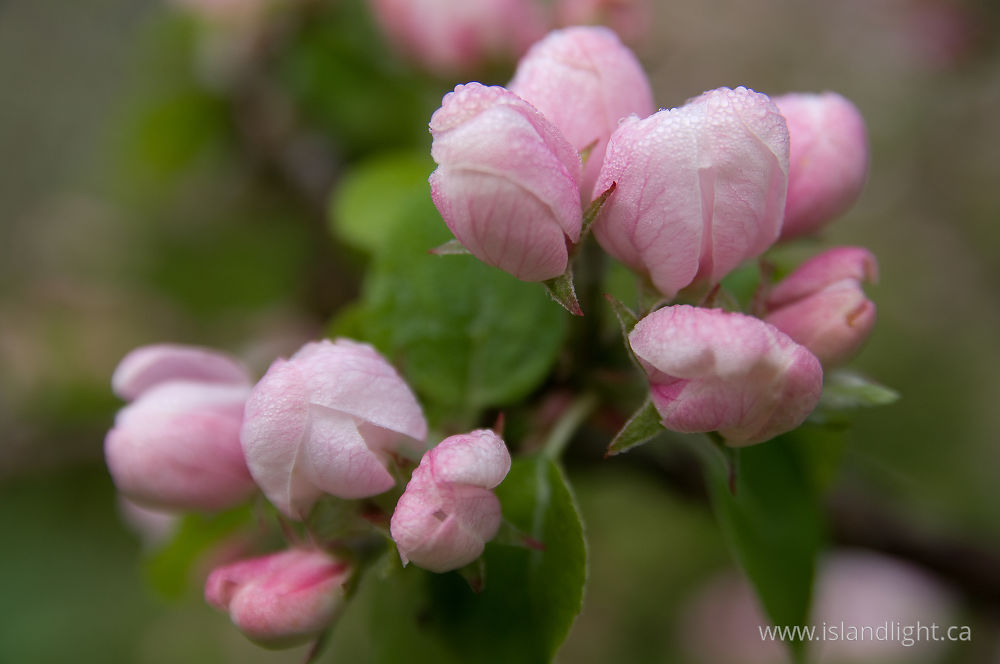 Plant  photo from  Cortes Island, BC Canada.