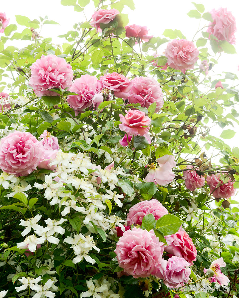Plant  photo from  Cortes Island, British Columbia Canada.