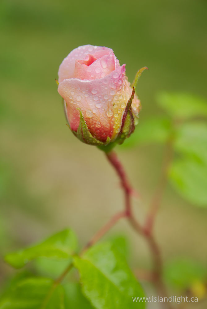 Plant  photo from  Cortes Island, British Columbia Canada.
