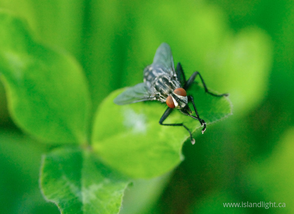Insect  photo from  Aillevillers, Haute-Saone France.