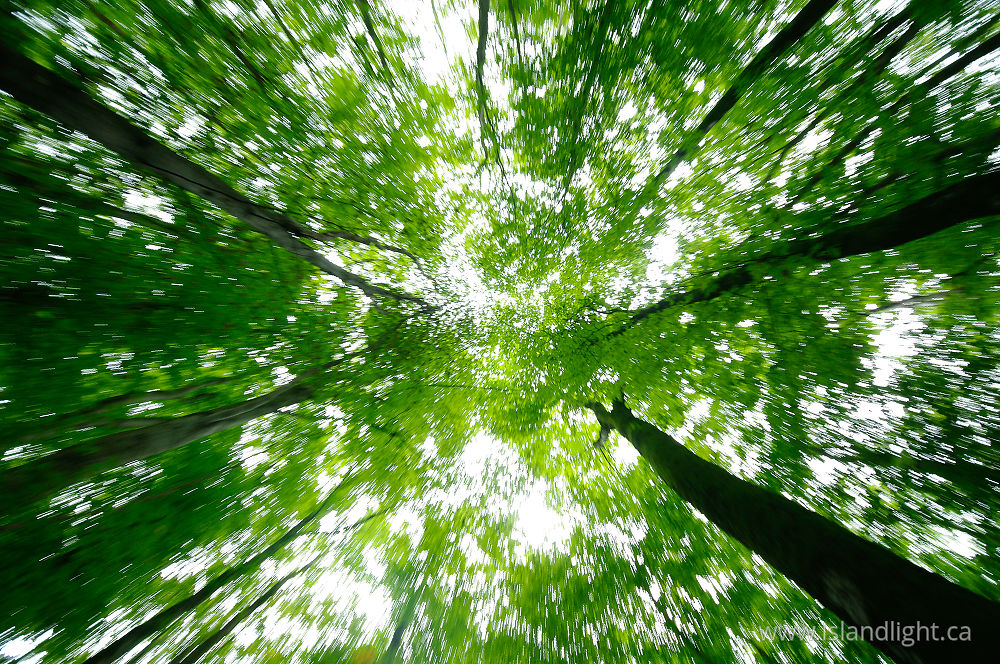 Plant  photo from  Aillevillers, Haute-Saone France.