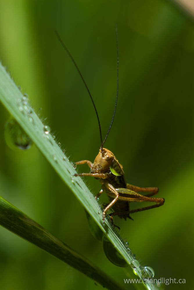 Insect photo from  France,  France.
