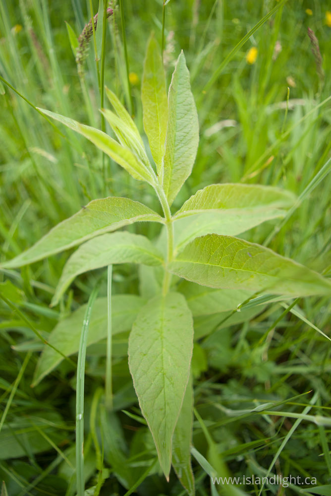 Plant photo from  France,  France.