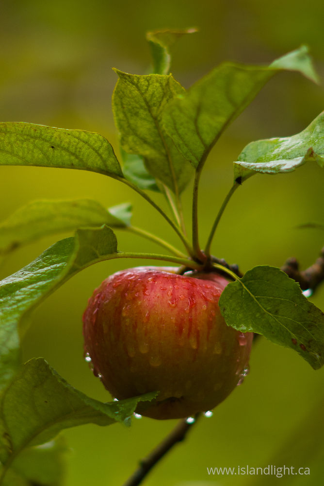 Food  photo from Smelt Bay Cortes Island, BC Canada.